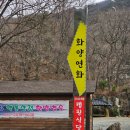 단양연화