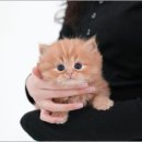 미유펫대구 강아지분양고양이분양(도그플러스동물병원) 이미지