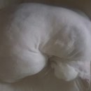 퍼피앤캣 이미지