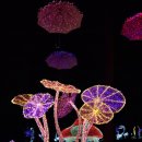 여명안경 이미지