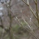 갯버들 Salix gracilistyla Miq. 종 이미지