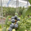 몽실농장 이미지