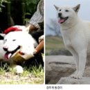 도그마루 동물병원 이미지