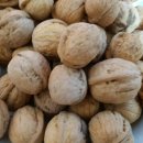 호두나무 이미지