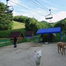 (주)골드팜 | 강원도여행/알파카농장/골드팜/성인6천원