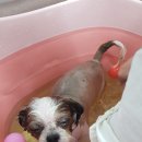 펫 가디언 이미지