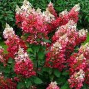 우리화원 이미지