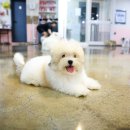 달링하이강아지분양 - 4586 | 달링하이강아지분양