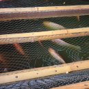 그물과물고기 | 꾸따 맛집 발레 우당 망응낑(Bale Udang Mang Engking Kuta) 내돈내산 후기 발리 씨푸드 레스토랑 추천