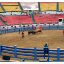 청도소싸움경기장 이미지