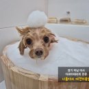 나봄스파 이미지