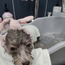 독살롱 다듬 이미지