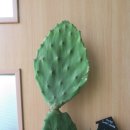 황금다육이와선인장 이미지