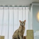 냥스터치 이미지