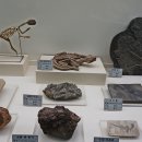 덕소자연사박물관 이미지