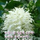 금송약국