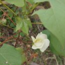 남파앞 팥죽집 이미지