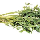 3월 봄나물 봄김치 이미지