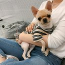 니나펫카페 네이버블로그