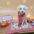 늘 예쁘개 이미지