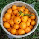 오부자농장 이미지