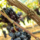 봉암농장 이미지