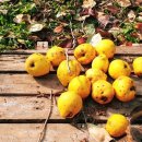 시골정취 이미지