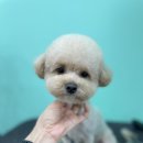 멍블리 펫살롱 네이버블로그