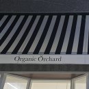 대구 월성동 / 납작복숭아 파는 오가닉오차드organicorchard 🍃