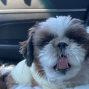 단아하개 이미지