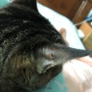 한사랑동물병원 이미지