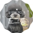 도그룸 (DO GROOM) | 인천 부평 애견미용실 부개동 도그룸 푸들 가위 컷 잘하는 곳