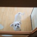 미미펫 그루밍 샵 이미지