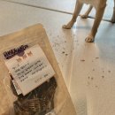 콩자반 애견유치원 이미지