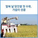 소반리 | 말복 날 당진쌀 첫 수확, 가을이 성큼