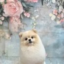 블랑드펫 이미지