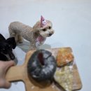 윤앤퍼피 이미지