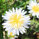 흰민들레농장 이미지