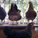 태조농장 이미지