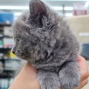 야옹아 멍멍해봐 탕정점 이미지