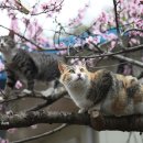 묘릉도원 이미지