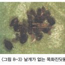 착색단고추(파프리카) - 충해(기생충) 목화진딧물(Cotton aphid) 이미지