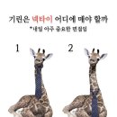 기린02 이미지