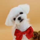 팡앤뭉치 이미지