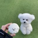 멜로테일 이미지