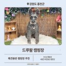 강원도 홍천 애견동반 캠핑장 추천 드루왈 캠핑장 강가네 추어탕 후기