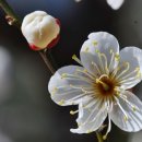 꽃피는날 이미지