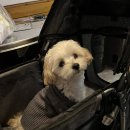 글램독 양양 이미지