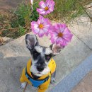 멋진강아지 이미지