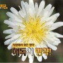 하얀민들레 이미지